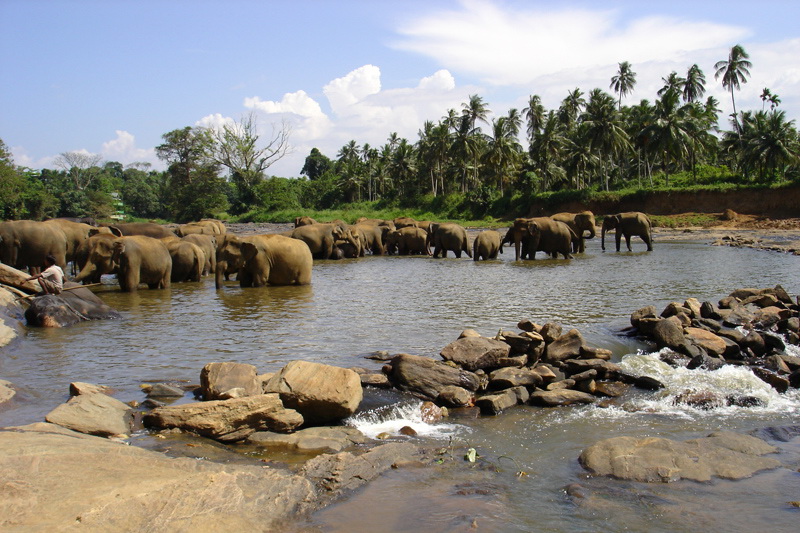 Sri Lanka, Pinnawela Elephant Orphanage